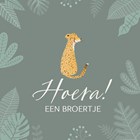 geboorte broer cheetah hoera een broertje